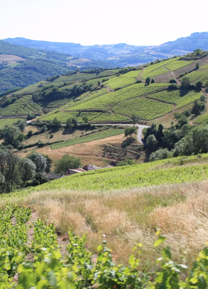 Le vignoble du Beaujolais