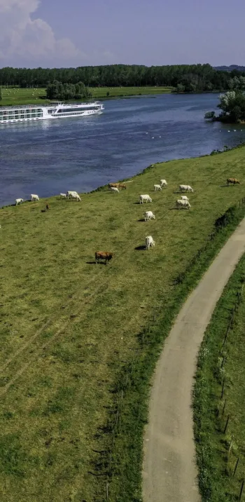 Vaches le long de la Saône et de la voie verte de La Voie Bleue
