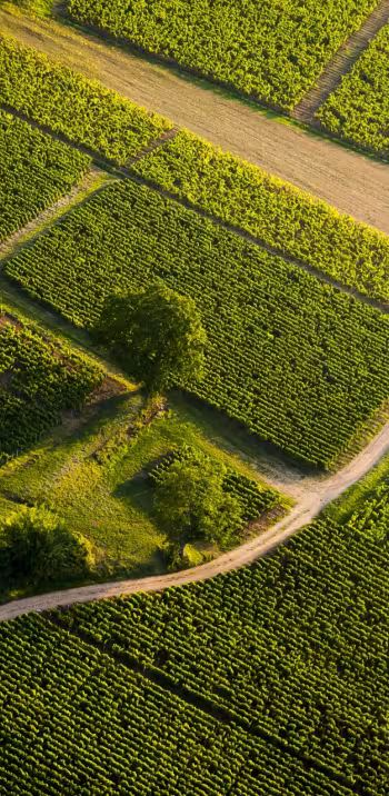 Vignoble du Mâconnais