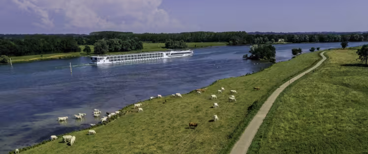 Vaches le long de la Saône et de la voie verte de La Voie Bleue