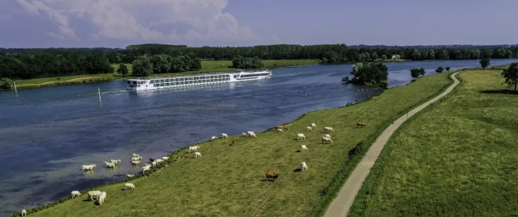 Vaches le long de la Saône et de la voie verte de La Voie Bleue