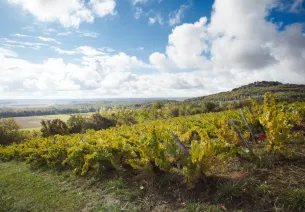 AOC Côtes de Toul wines