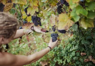 AOC Moselle wines
