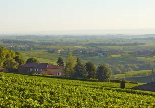 Beaujolais vineyards
