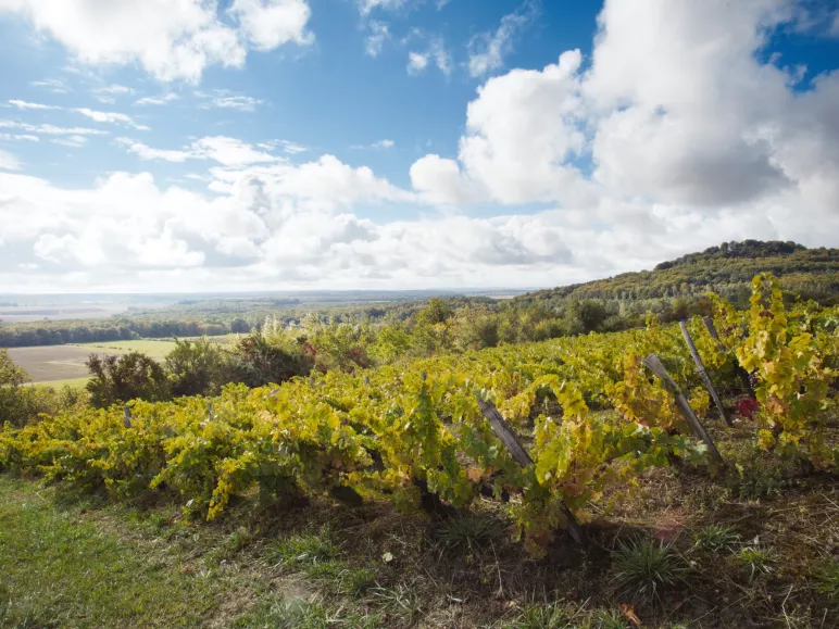 AOC Côtes de Toul wines