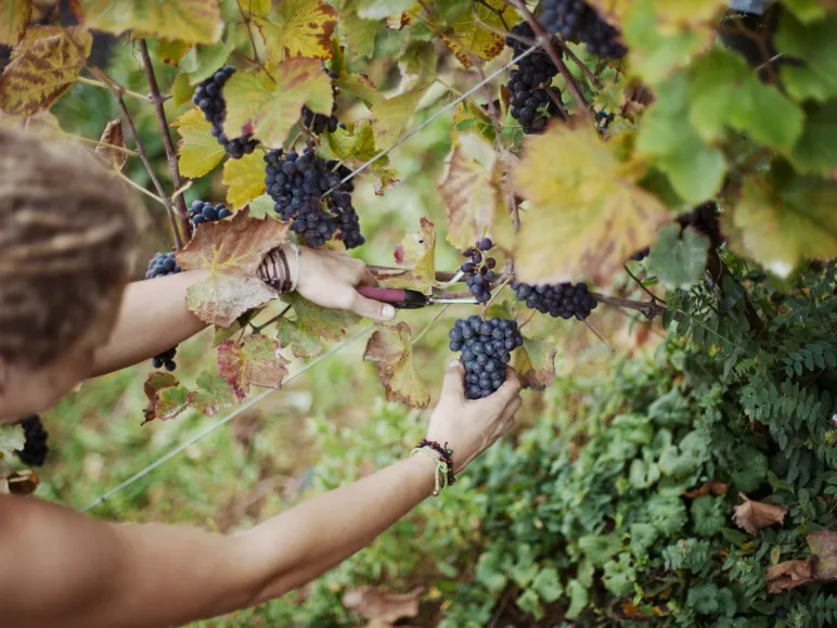 AOC Moselle wines