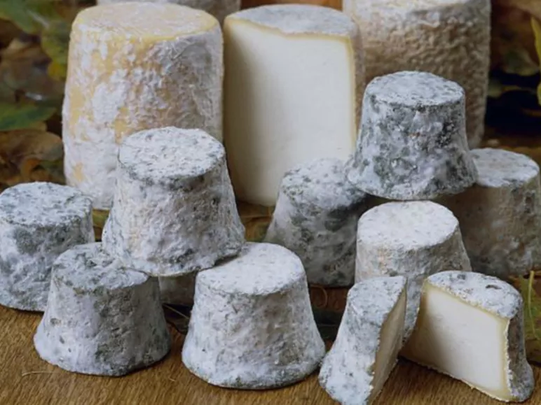 Spotlight on: Vélo & Fromage (Cheese and Cycling) trails along La Voie Bleue