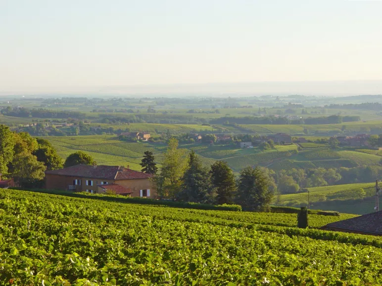 Wines & vineyards