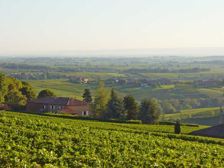 Wines & vineyards